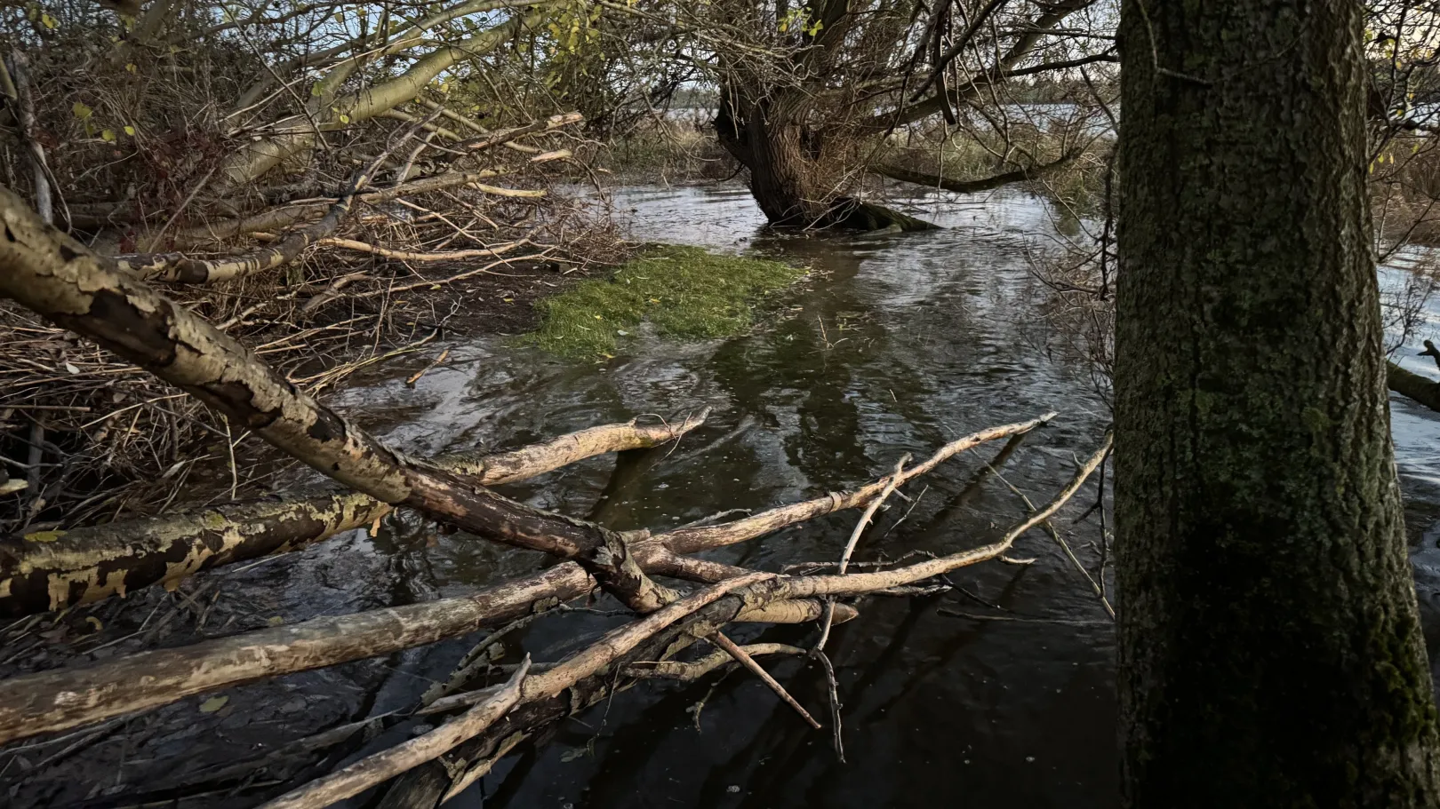 Der überflutete Rückweg Ich höre zu – ein Jahr im Schweigen